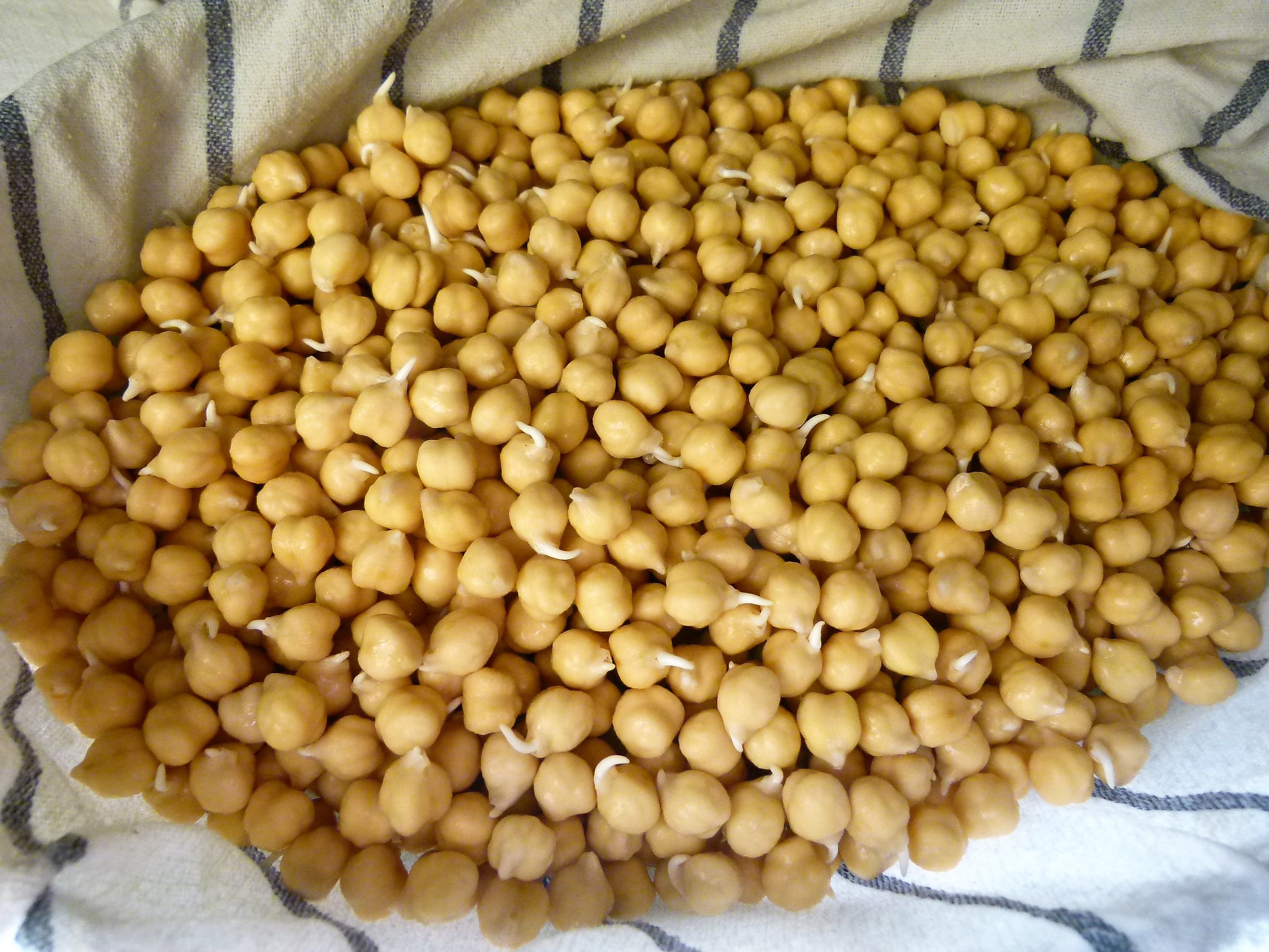 GERMINADOS_POQUITO A POQUITO_CANCER5