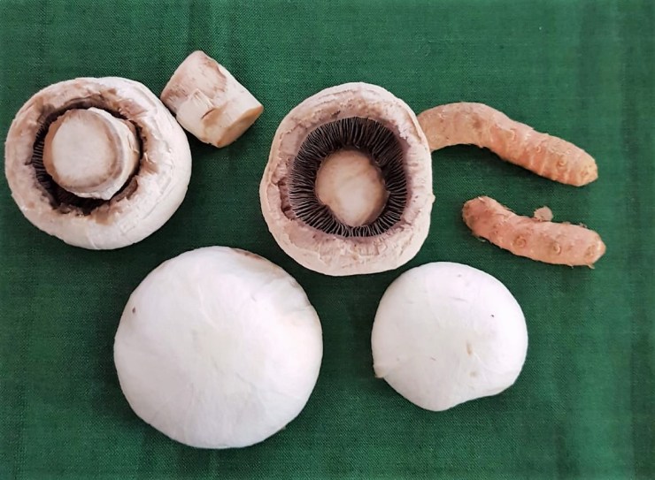 CREMA DE CHAMPIÑONES_POQUITO A POQUITO_CANCER_1